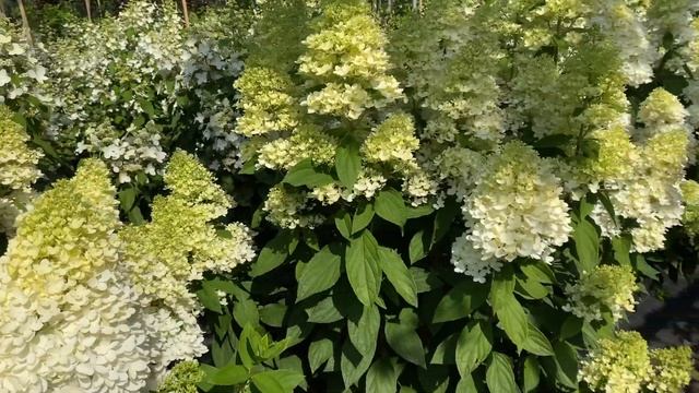 Гортензия метельчатая Мэджикал Свит Саммер Hydrangea paniculata Magical Sweet Summer смотреть онлайн