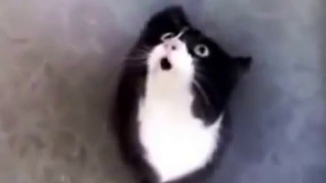 Приколы с животными. кот вызывает сатану смотреть онлайн