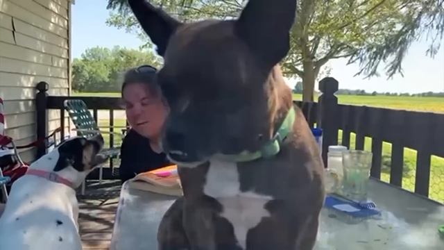 1 Hour Of Funny Dog ! The Funniest Dog Video of All Time? смотреть онлайн