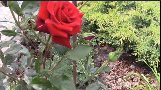 Розы. Как обрезаю розы после цветения. И почему недовольны зрители!? смотреть онлайн