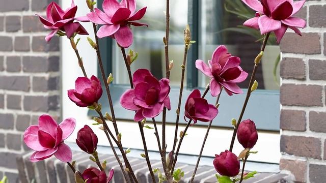 Magnolia Genie : Une floraison lie-de-vin смотреть онлайн