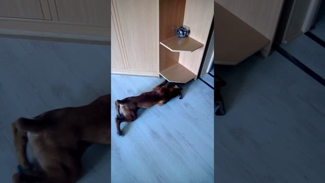 Щенок боксер 3 мес. игрушка под шкафом смотреть онлайн