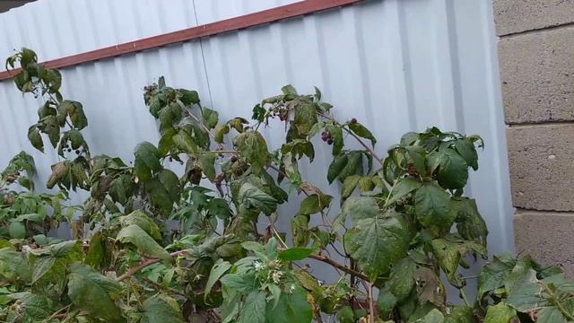 Ремонтная малина Бабье лето и Каскад Делайт. Урожай 3 октября. смотреть онлайн