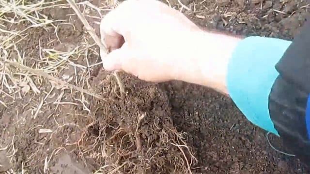 Посадка крыжовника весной смотреть онлайн