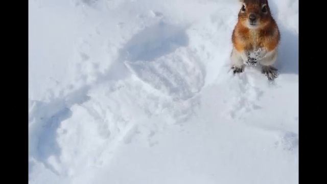 "Зимняя музыка" - "Мой волшебный лес" смотреть онлайн