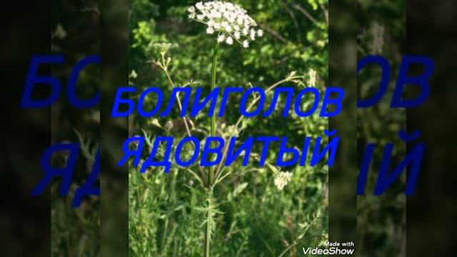 Эту траву никогда нельзя давать кроликам!!! Кролики умирают от этой травы. Топ 5.Ядовитая трава смотреть онлайн