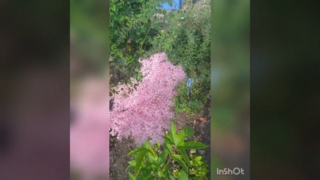 лабазник ( травянистый кустарник) который набирает популярность.28.08.22 смотреть онлайн