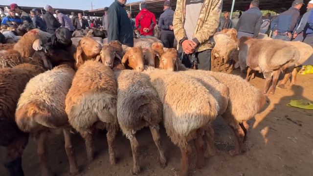 Вакте дуст маро мебинад вакташ хуш мешавад Молбозори шахри Хучанд 🇹🇯 смотреть онлайн