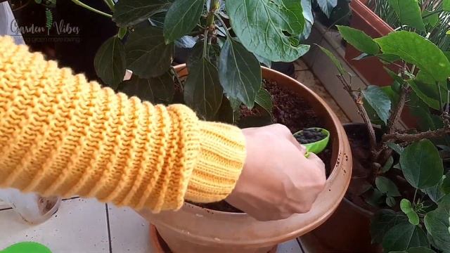 The Best Ways to Grow & Care Hibiscus Plant | Garden Vibes смотреть онлайн