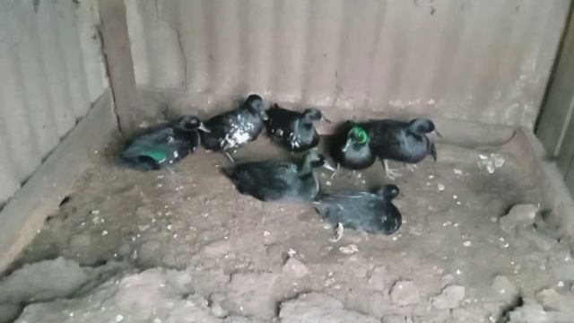 утка каюга. изумруды моего хозяйства. смотреть онлайн