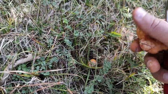 Lactarius Deliciosus / The Orange Edible Milk Mushroom / Season 2021 смотреть онлайн