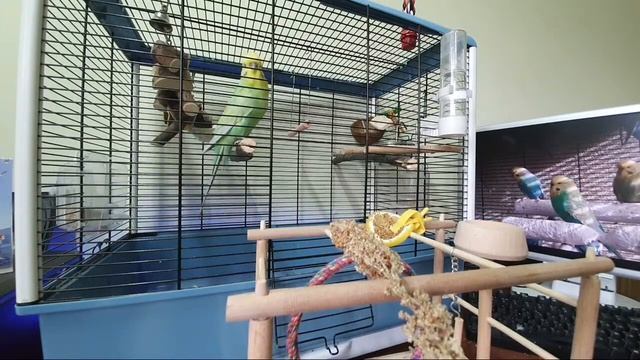 ?? OnLine Ответы на вопросы о волнистых попугаях. Эфир 16.03.20