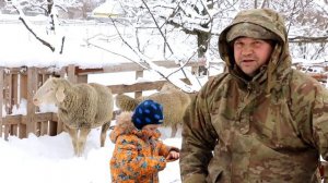 Совет ветеринара по совместному содержанию овец  и кур. Наша овцеферма.