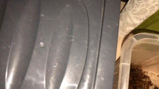 Несколько дней из жизни улиток|Чем кормлю улиток|Как часто меняю еду смотреть онлайн