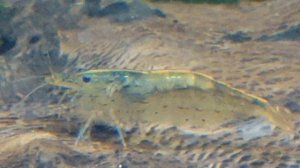 Аманка выложила икру. Разведение креветок Амано.