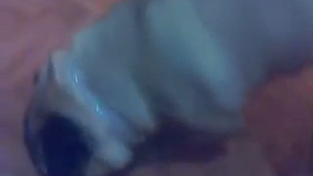 Укрощение сосиски смотреть онлайн