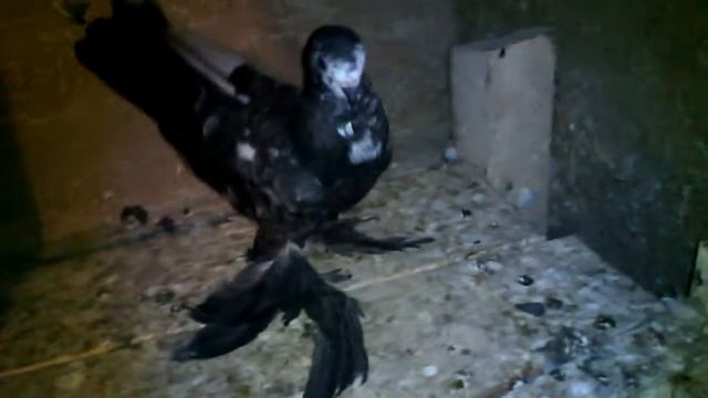 Голуби Кочубеевское, Ставропольский край (голубятня) смотреть онлайн