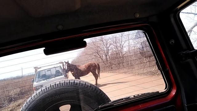 Конокрад или хозяин? Странная встреча на дороге смотреть онлайн