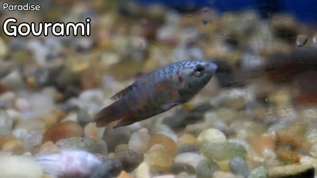 You Can WIN A TANK! смотреть онлайн