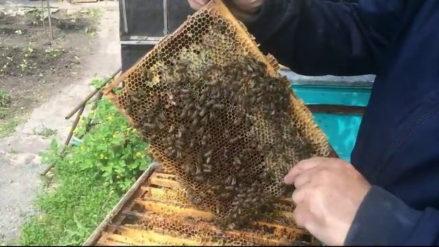"Альпийский улей"- качаем мёд , "Дадан" и "Рут" нервно курят... смотреть онлайн
