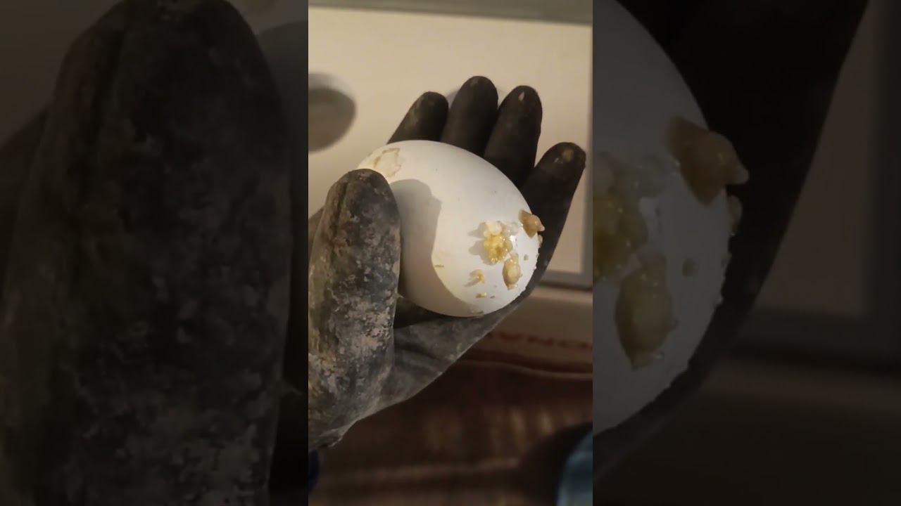 ЯЙЦО В ИНКУБАТОРЕ СТУХЛО? #яица  #инкубатор  #инкубация #гусиное #гусиноеяйцо #какинкубировать