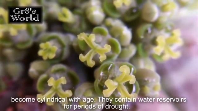 Top Strange Plants and Unusual Flowers 2018 смотреть онлайн