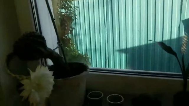 Кактус расцвел)))👍 смотреть онлайн