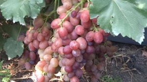 Виноград 2024. Огненный - стабильный, надежный, красивый, товарный