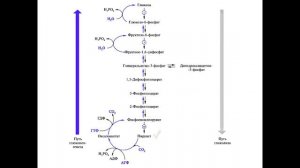 Лекция № 7.3. Глюконеогенез