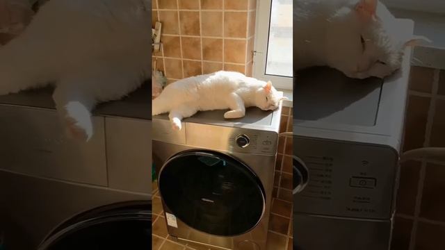 #meme #memes смотреть онлайн