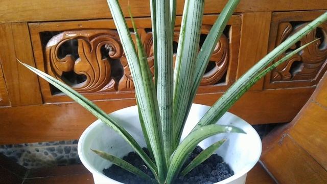 Sansevieria Hybrid Fla Java 'silver' смотреть онлайн