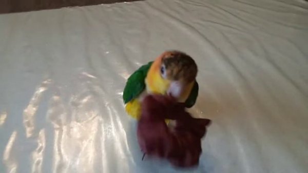 Попугай каик играет с резинкой, parrot caique plays with an elastic.