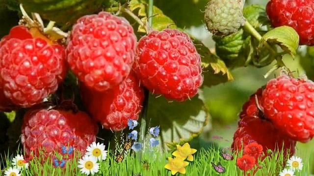 Малина традиционная Гусар ? Обзор: посадка и уход. саженцы малины Гусар: описание и особенности смотреть онлайн