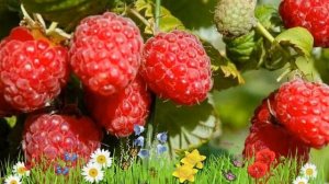 Малина традиционная Гусар ? Обзор: посадка и уход. саженцы малины Гусар: описание и особенности