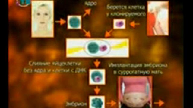 Валерия Прайд. Урок 4 Стволовые клетки клонирование смотреть онлайн