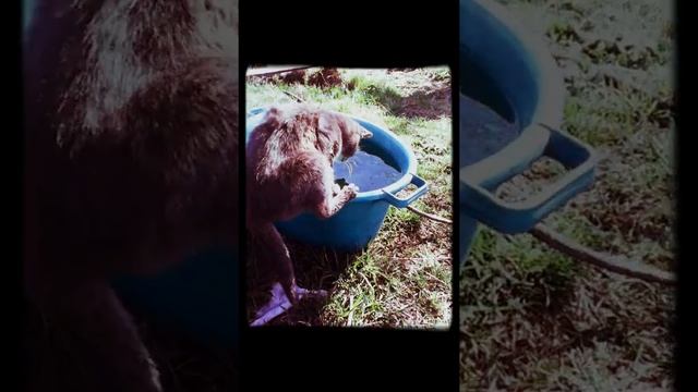 Кошки ловят рыбу смотреть онлайн