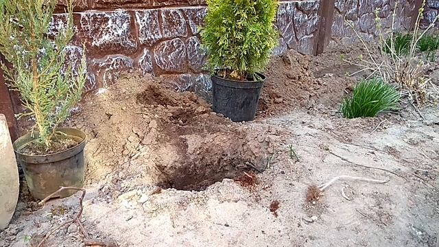 Как высадить тую, можжевельник, ель в открытый грунт - Посадка хвойников смотреть онлайн