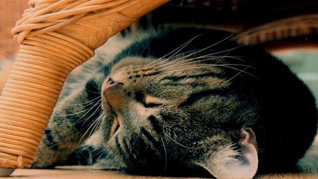 Почему нельзя будить кошку?