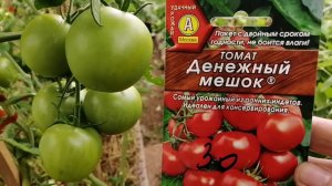 №313 обзор томата " денежный мешок" на 9 августа 2023 года Тверская область