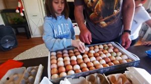 Как вывести цыплят? Обзор и пошаговая инструкция к инкубатору OVO 78