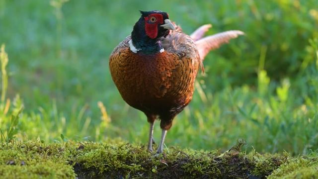 Музыка лечит сердце и сосуды, восстанавливает нервную систему.#18 смотреть онлайн