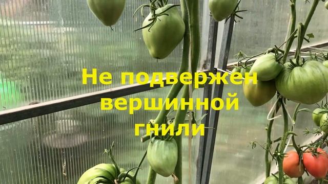 Супер урожайный сорт томатов с настоящим вкусом - Король Кинг смотреть онлайн