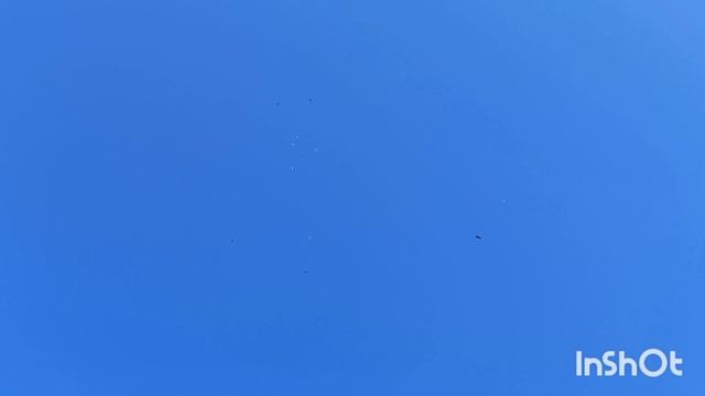 голуби самары. 18 мая строим , гоняем . смотреть онлайн