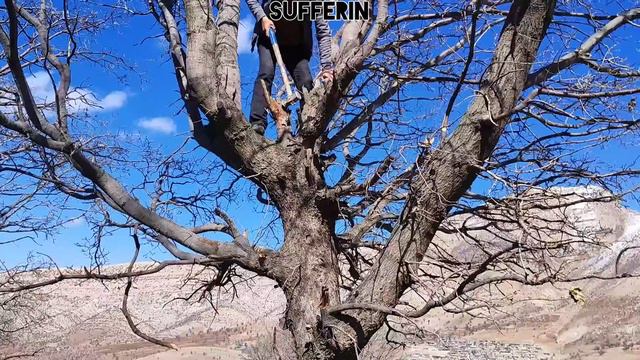 The Love Of A Young Man For A Nomadic Widow And The Efforts Of This Young Man For His Wife And Chil