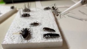 КАК смонтировать ЭНТОМОЛОГИЧЕСКУЮ КОЛЛЕКЦИЮ