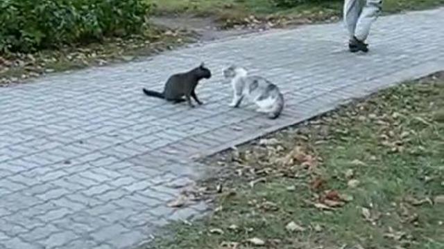 Кошачье побоище смотреть онлайн