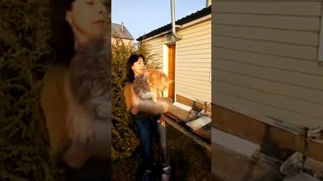 Кремовый солид с белым, мальчик котёнок Мейн-кун, 10 мес смотреть онлайн