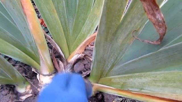 Ирис бородатый. Как я готовлю ирисы к зимовке. смотреть онлайн