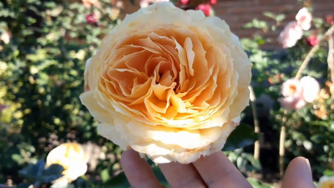 1 октября 2022 года. Жаркий октябрьский день в Саду не трех холмах... смотреть онлайн