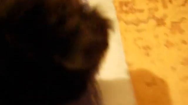 Самая лучшая собачка Пуф.mov смотреть онлайн